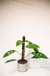 Rhaphidophora verstegii "narrow form"